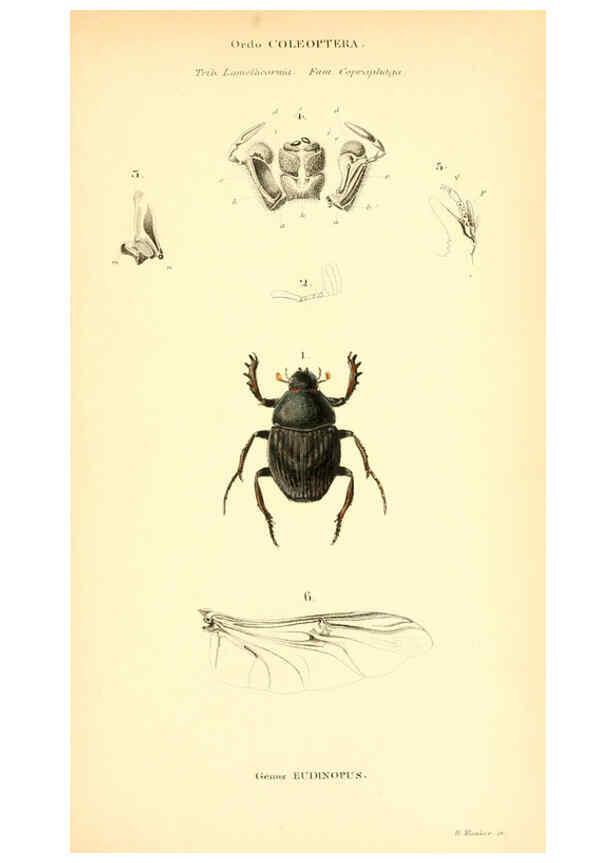 Reproducción/Reproduction 6049329973: Genera quædam insectorum. Iconibus illustravit et descripsit Hermannus Burmeister ... Volumen I. continet tabulas XL. Berlini,sumtibus A. Burmeister,1838-46