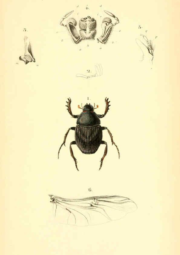 Reproducción/Reproduction 6049329973: Genera quædam insectorum. Iconibus illustravit et descripsit Hermannus Burmeister ... Volumen I. continet tabulas XL. Berlini,sumtibus A. Burmeister,1838-46