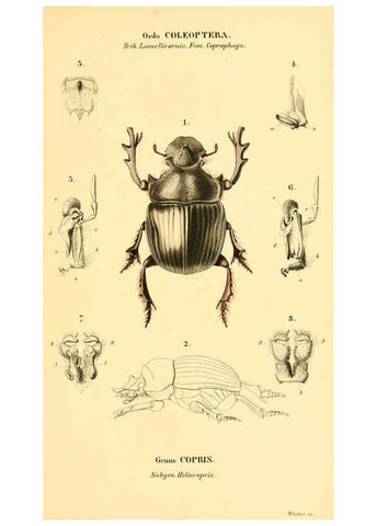 Reproducción/Reproduction 6049882946: Genera quædam insectorum. Iconibus illustravit et descripsit Hermannus Burmeister ... Volumen I. continet tabulas XL. Berlini,sumtibus A. Burmeister,1838-46