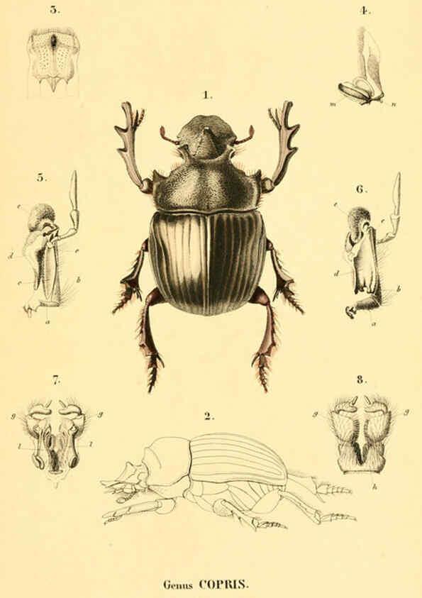 Reproducción/Reproduction 6049882946: Genera quædam insectorum. Iconibus illustravit et descripsit Hermannus Burmeister ... Volumen I. continet tabulas XL. Berlini,sumtibus A. Burmeister,1838-46
