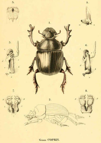 Reproducción/Reproduction 6049882946: Genera quædam insectorum. Iconibus illustravit et descripsit Hermannus Burmeister ... Volumen I. continet tabulas XL. Berlini,sumtibus A. Burmeister,1838-46