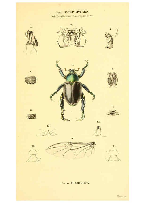 Reproducción/Reproduction 6049330573: Genera quædam insectorum. Iconibus illustravit et descripsit Hermannus Burmeister ... Volumen I. continet tabulas XL. Berlini,sumtibus A. Burmeister,1838-46