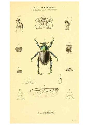 Reproducción/Reproduction 6049330573: Genera quædam insectorum. Iconibus illustravit et descripsit Hermannus Burmeister ... Volumen I. continet tabulas XL. Berlini,sumtibus A. Burmeister,1838-46