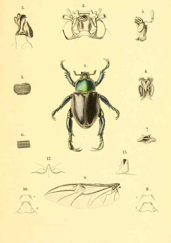 Reproducción/Reproduction 6049330573: Genera quædam insectorum. Iconibus illustravit et descripsit Hermannus Burmeister ... Volumen I. continet tabulas XL. Berlini,sumtibus A. Burmeister,1838-46