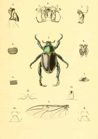Reproducción/Reproduction 6049330573: Genera quædam insectorum. Iconibus illustravit et descripsit Hermannus Burmeister ... Volumen I. continet tabulas XL. Berlini,sumtibus A. Burmeister,1838-46