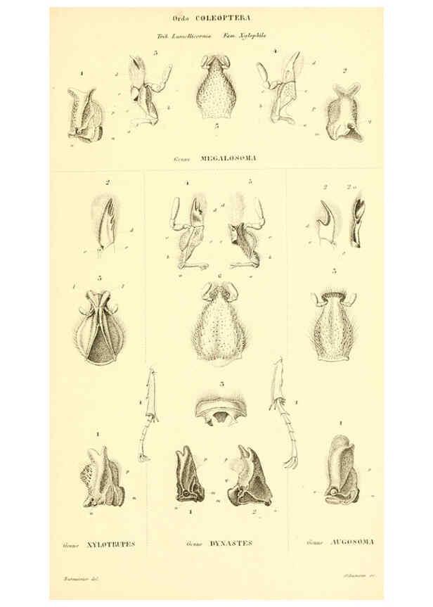 Reproducción/Reproduction 6049883458: Genera quædam insectorum. Iconibus illustravit et descripsit Hermannus Burmeister ... Volumen I. continet tabulas XL. Berlini,sumtibus A. Burmeister,1838-46