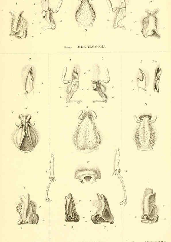 Reproducción/Reproduction 6049883458: Genera quædam insectorum. Iconibus illustravit et descripsit Hermannus Burmeister ... Volumen I. continet tabulas XL. Berlini,sumtibus A. Burmeister,1838-46