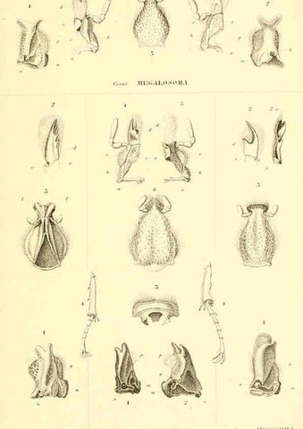 Reproducción/Reproduction 6049883458: Genera quædam insectorum. Iconibus illustravit et descripsit Hermannus Burmeister ... Volumen I. continet tabulas XL. Berlini,sumtibus A. Burmeister,1838-46