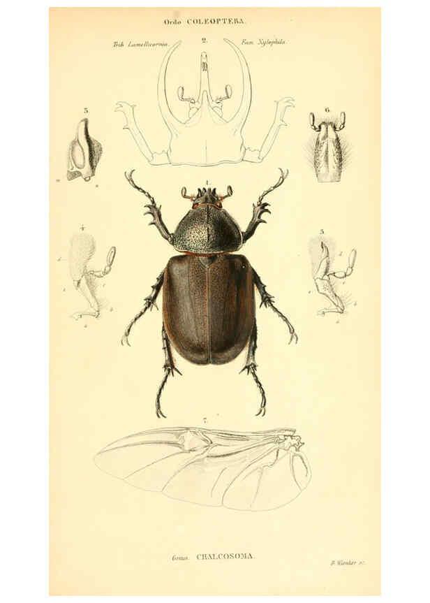 Reproducción/Reproduction 6049331385: Genera quædam insectorum. Iconibus illustravit et descripsit Hermannus Burmeister ... Volumen I. continet tabulas XL. Berlini,sumtibus A. Burmeister,1838-46