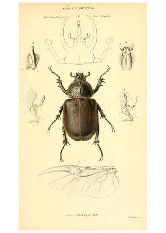Reproducción/Reproduction 6049331385: Genera quædam insectorum. Iconibus illustravit et descripsit Hermannus Burmeister ... Volumen I. continet tabulas XL. Berlini,sumtibus A. Burmeister,1838-46