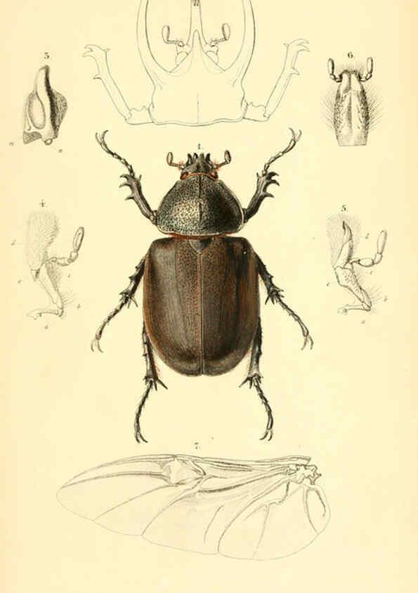 Reproducción/Reproduction 6049331385: Genera quædam insectorum. Iconibus illustravit et descripsit Hermannus Burmeister ... Volumen I. continet tabulas XL. Berlini,sumtibus A. Burmeister,1838-46