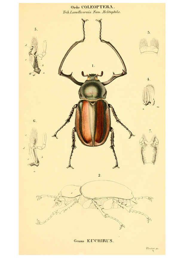 Reproducción/Reproduction 6049331653: Genera quædam insectorum. Iconibus illustravit et descripsit Hermannus Burmeister ... Volumen I. continet tabulas XL. Berlini,sumtibus A. Burmeister,1838-46