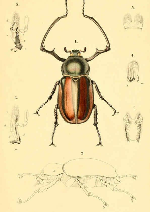 Reproducción/Reproduction 6049331653: Genera quædam insectorum. Iconibus illustravit et descripsit Hermannus Burmeister ... Volumen I. continet tabulas XL. Berlini,sumtibus A. Burmeister,1838-46