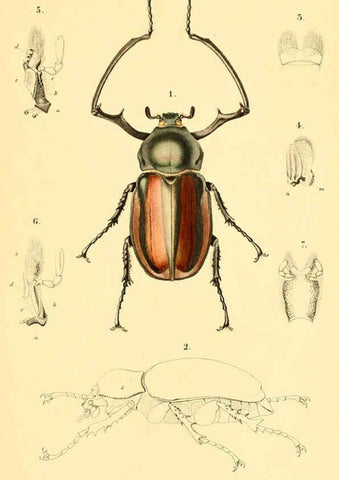 Reproducción/Reproduction 6049331653: Genera quædam insectorum. Iconibus illustravit et descripsit Hermannus Burmeister ... Volumen I. continet tabulas XL. Berlini,sumtibus A. Burmeister,1838-46