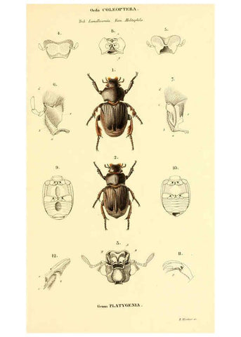 Reproducción/Reproduction 6049331937: Genera quædam insectorum. Iconibus illustravit et descripsit Hermannus Burmeister ... Volumen I. continet tabulas XL. Berlini,sumtibus A. Burmeister,1838-46