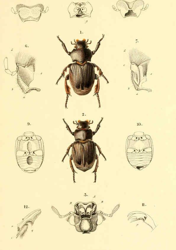 Reproducción/Reproduction 6049331937: Genera quædam insectorum. Iconibus illustravit et descripsit Hermannus Burmeister ... Volumen I. continet tabulas XL. Berlini,sumtibus A. Burmeister,1838-46