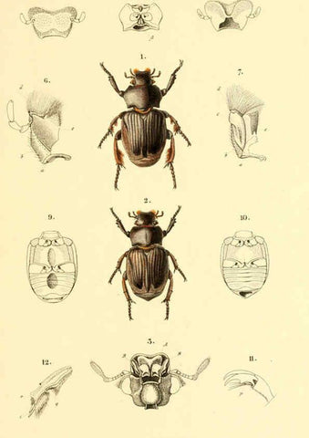 Reproducción/Reproduction 6049331937: Genera quædam insectorum. Iconibus illustravit et descripsit Hermannus Burmeister ... Volumen I. continet tabulas XL. Berlini,sumtibus A. Burmeister,1838-46
