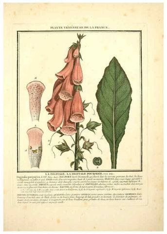 Reproducción/Reproduction 6049528241: Herbier de la France. 1-48. Paris,Chez l'auteur, Didot, Debure, Belin,1780-93