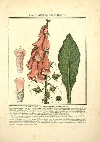 Reproducción/Reproduction 6049528241: Herbier de la France. 1-48. Paris,Chez l'auteur, Didot, Debure, Belin,1780-93