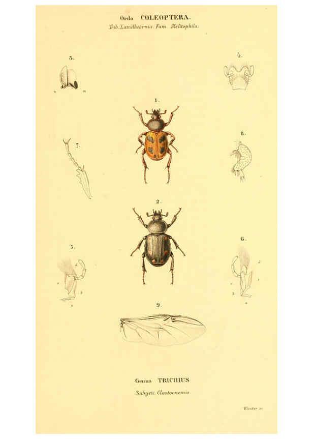 Reproducción/Reproduction 6049885008: Genera quædam insectorum. Iconibus illustravit et descripsit Hermannus Burmeister ... Volumen I. continet tabulas XL. Berlini,sumtibus A. Burmeister,1838-46