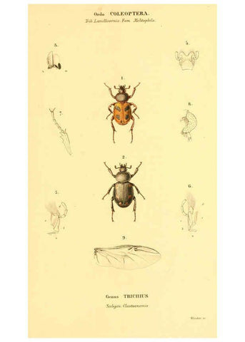 Reproducción/Reproduction 6049885008: Genera quædam insectorum. Iconibus illustravit et descripsit Hermannus Burmeister ... Volumen I. continet tabulas XL. Berlini,sumtibus A. Burmeister,1838-46