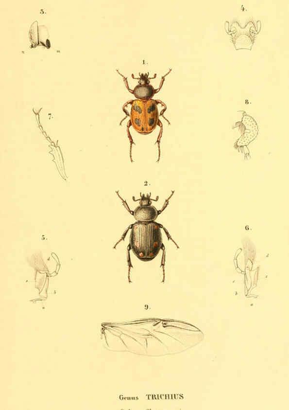 Reproducción/Reproduction 6049885008: Genera quædam insectorum. Iconibus illustravit et descripsit Hermannus Burmeister ... Volumen I. continet tabulas XL. Berlini,sumtibus A. Burmeister,1838-46
