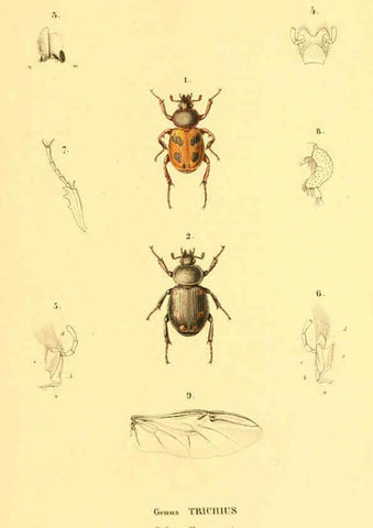 Reproducción/Reproduction 6049885008: Genera quædam insectorum. Iconibus illustravit et descripsit Hermannus Burmeister ... Volumen I. continet tabulas XL. Berlini,sumtibus A. Burmeister,1838-46
