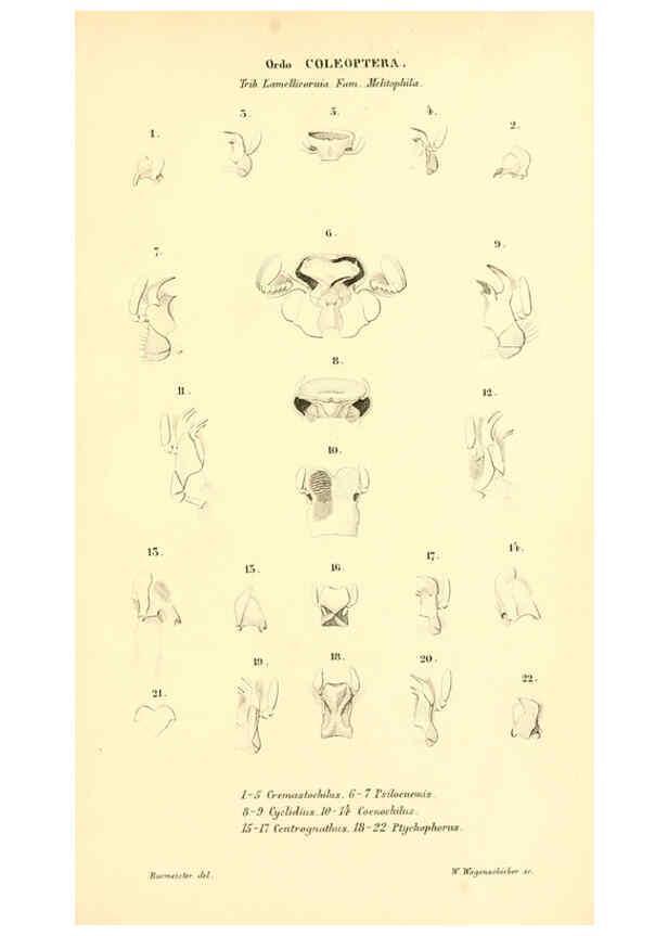 Reproducción/Reproduction 6049885788: Genera quædam insectorum. Iconibus illustravit et descripsit Hermannus Burmeister ... Volumen I. continet tabulas XL. Berlini,sumtibus A. Burmeister,1838-46