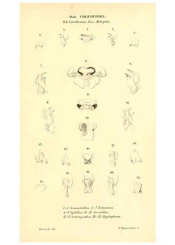 Reproducción/Reproduction 6049885788: Genera quædam insectorum. Iconibus illustravit et descripsit Hermannus Burmeister ... Volumen I. continet tabulas XL. Berlini,sumtibus A. Burmeister,1838-46
