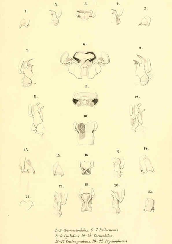 Reproducción/Reproduction 6049885788: Genera quædam insectorum. Iconibus illustravit et descripsit Hermannus Burmeister ... Volumen I. continet tabulas XL. Berlini,sumtibus A. Burmeister,1838-46