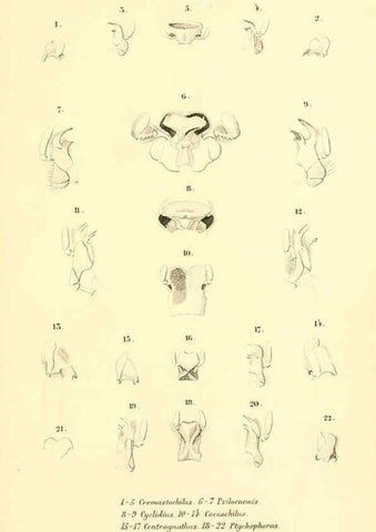 Reproducción/Reproduction 6049885788: Genera quædam insectorum. Iconibus illustravit et descripsit Hermannus Burmeister ... Volumen I. continet tabulas XL. Berlini,sumtibus A. Burmeister,1838-46