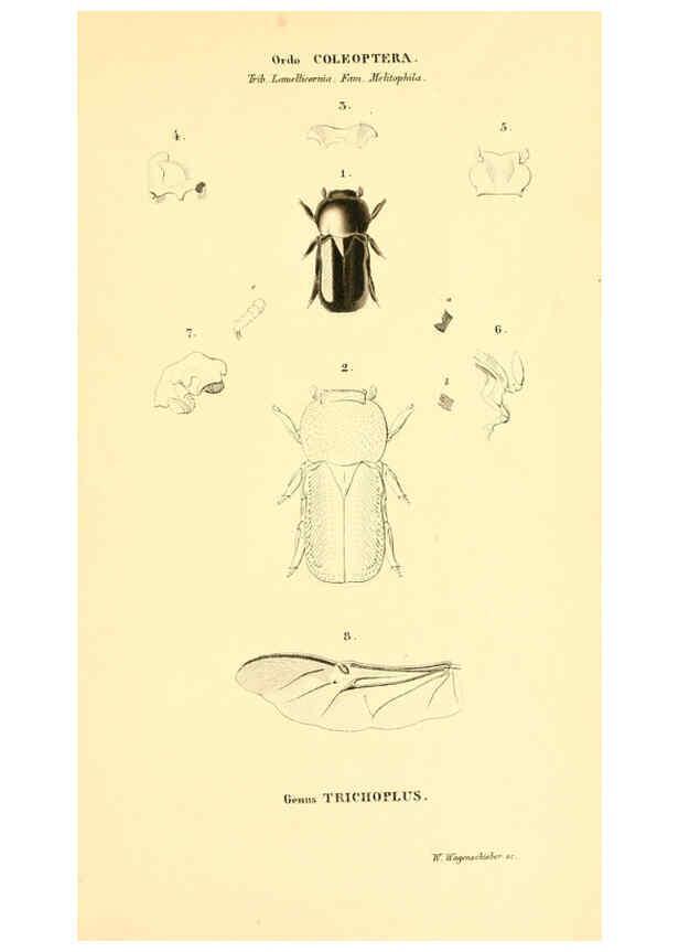 Reproducción/Reproduction 6049886158: Genera quædam insectorum. Iconibus illustravit et descripsit Hermannus Burmeister ... Volumen I. continet tabulas XL. Berlini,sumtibus A. Burmeister,1838-46
