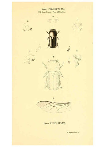 Reproducción/Reproduction 6049886158: Genera quædam insectorum. Iconibus illustravit et descripsit Hermannus Burmeister ... Volumen I. continet tabulas XL. Berlini,sumtibus A. Burmeister,1838-46
