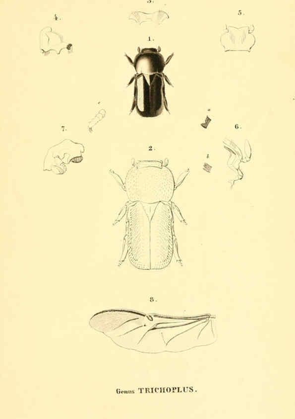 Reproducción/Reproduction 6049886158: Genera quædam insectorum. Iconibus illustravit et descripsit Hermannus Burmeister ... Volumen I. continet tabulas XL. Berlini,sumtibus A. Burmeister,1838-46