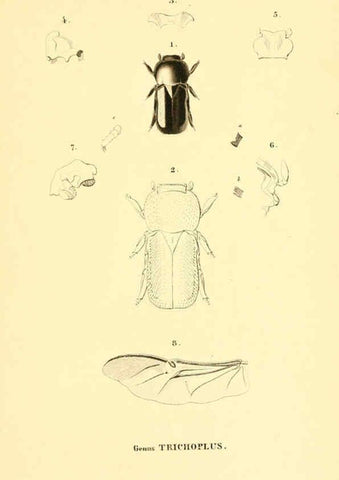 Reproducción/Reproduction 6049886158: Genera quædam insectorum. Iconibus illustravit et descripsit Hermannus Burmeister ... Volumen I. continet tabulas XL. Berlini,sumtibus A. Burmeister,1838-46