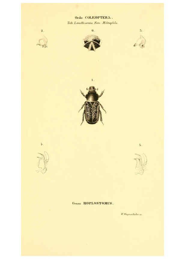 Reproducción/Reproduction 6049333813: Genera quædam insectorum. Iconibus illustravit et descripsit Hermannus Burmeister ... Volumen I. continet tabulas XL. Berlini,sumtibus A. Burmeister,1838-46