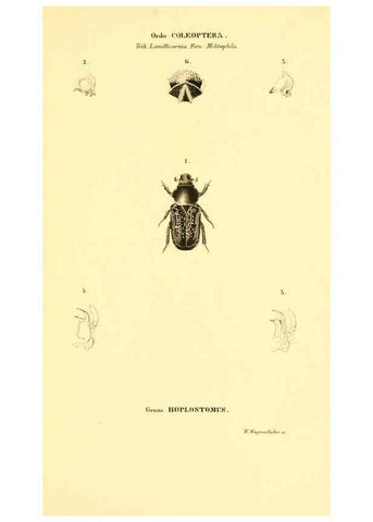 Reproducción/Reproduction 6049333813: Genera quædam insectorum. Iconibus illustravit et descripsit Hermannus Burmeister ... Volumen I. continet tabulas XL. Berlini,sumtibus A. Burmeister,1838-46