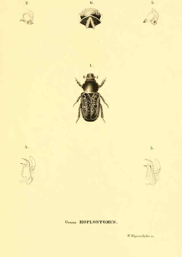 Reproducción/Reproduction 6049333813: Genera quædam insectorum. Iconibus illustravit et descripsit Hermannus Burmeister ... Volumen I. continet tabulas XL. Berlini,sumtibus A. Burmeister,1838-46