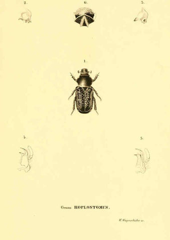 Reproducción/Reproduction 6049333813: Genera quædam insectorum. Iconibus illustravit et descripsit Hermannus Burmeister ... Volumen I. continet tabulas XL. Berlini,sumtibus A. Burmeister,1838-46