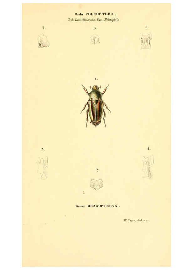 Reproducción/Reproduction 6049886946: Genera quædam insectorum. Iconibus illustravit et descripsit Hermannus Burmeister ... Volumen I. continet tabulas XL. Berlini,sumtibus A. Burmeister,1838-46