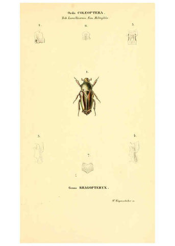 Reproducción/Reproduction 6049886946: Genera quædam insectorum. Iconibus illustravit et descripsit Hermannus Burmeister ... Volumen I. continet tabulas XL. Berlini,sumtibus A. Burmeister,1838-46