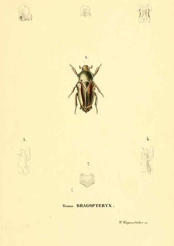 Reproducción/Reproduction 6049886946: Genera quædam insectorum. Iconibus illustravit et descripsit Hermannus Burmeister ... Volumen I. continet tabulas XL. Berlini,sumtibus A. Burmeister,1838-46