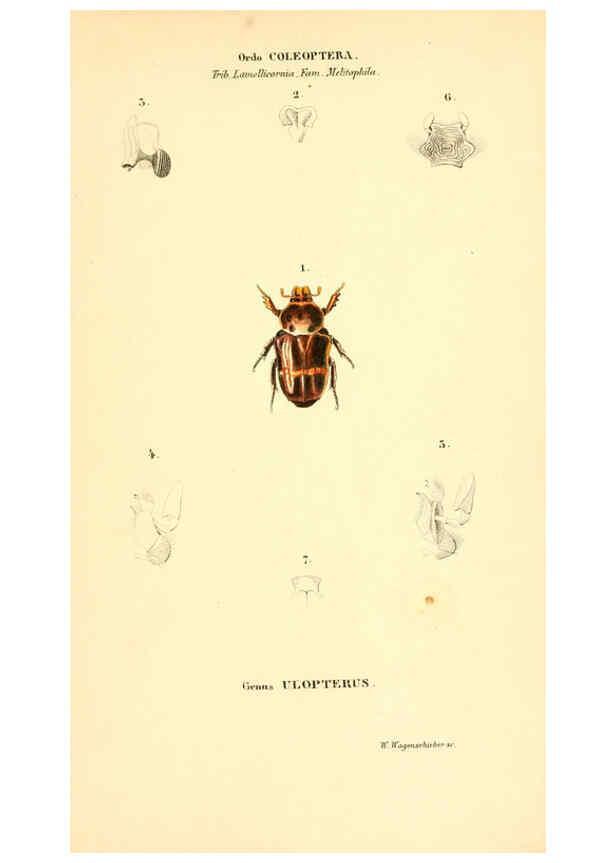 Reproducción/Reproduction 6049887170: Genera quædam insectorum. Iconibus illustravit et descripsit Hermannus Burmeister ... Volumen I. continet tabulas XL. Berlini,sumtibus A. Burmeister,1838-46