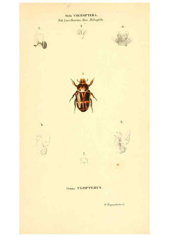 Reproducción/Reproduction 6049887170: Genera quædam insectorum. Iconibus illustravit et descripsit Hermannus Burmeister ... Volumen I. continet tabulas XL. Berlini,sumtibus A. Burmeister,1838-46