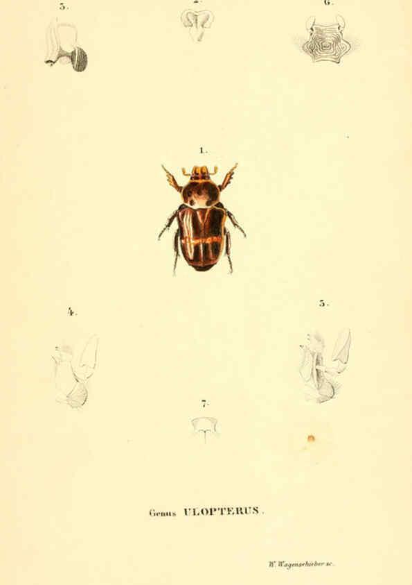 Reproducción/Reproduction 6049887170: Genera quædam insectorum. Iconibus illustravit et descripsit Hermannus Burmeister ... Volumen I. continet tabulas XL. Berlini,sumtibus A. Burmeister,1838-46