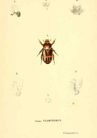 Reproducción/Reproduction 6049887170: Genera quædam insectorum. Iconibus illustravit et descripsit Hermannus Burmeister ... Volumen I. continet tabulas XL. Berlini,sumtibus A. Burmeister,1838-46