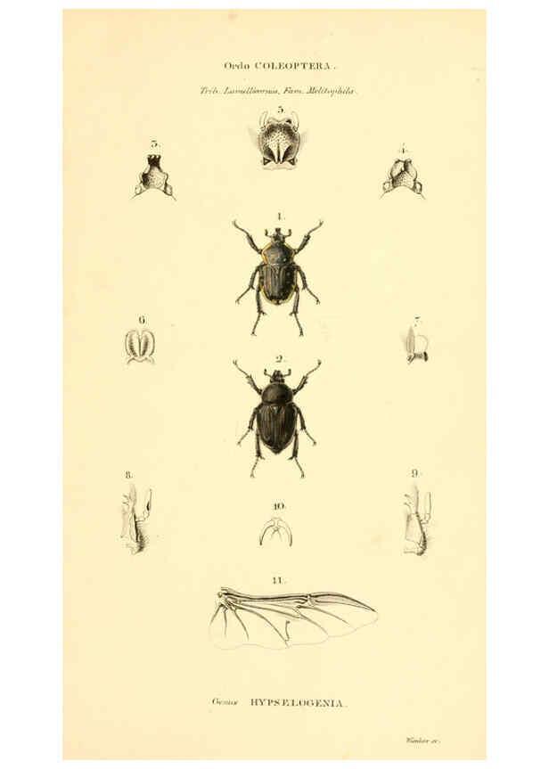 Reproducción/Reproduction 6049334843: Genera quædam insectorum. Iconibus illustravit et descripsit Hermannus Burmeister ... Volumen I. continet tabulas XL. Berlini,sumtibus A. Burmeister,1838-46