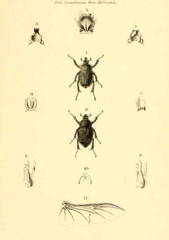 Reproducción/Reproduction 6049334843: Genera quædam insectorum. Iconibus illustravit et descripsit Hermannus Burmeister ... Volumen I. continet tabulas XL. Berlini,sumtibus A. Burmeister,1838-46