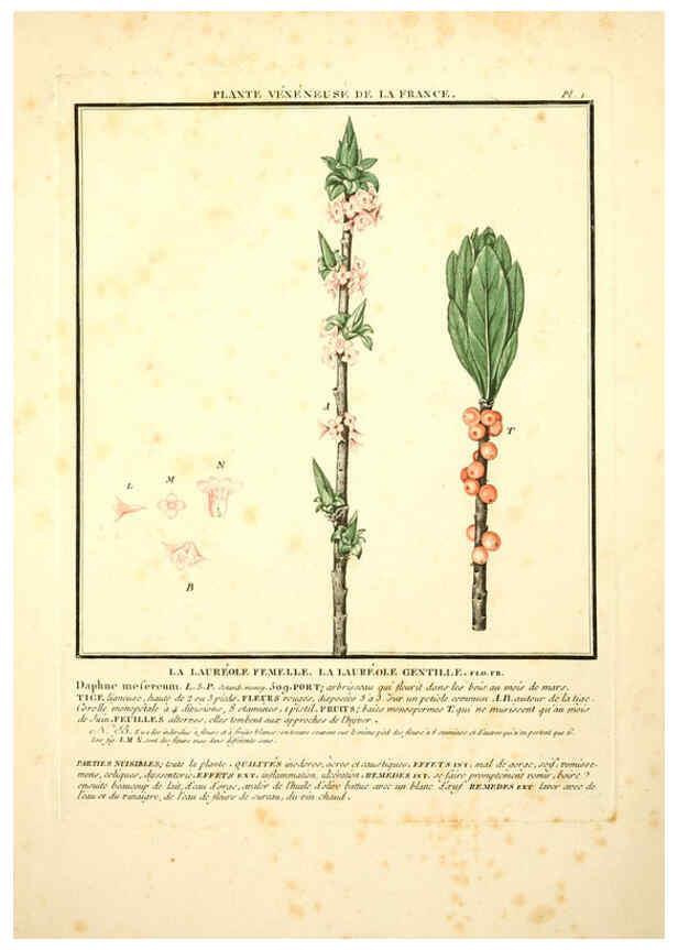 Reproducción/Reproduction 6049521535: Herbier de la France. 1-48. Paris,Chez l'auteur, Didot, Debure, Belin,1780-93