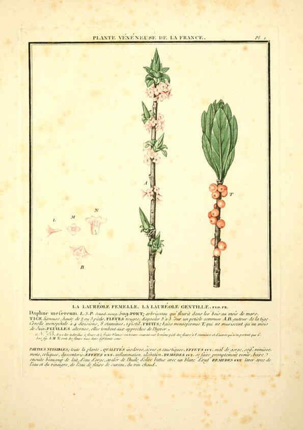 Reproducción/Reproduction 6049521535: Herbier de la France. 1-48. Paris,Chez l'auteur, Didot, Debure, Belin,1780-93